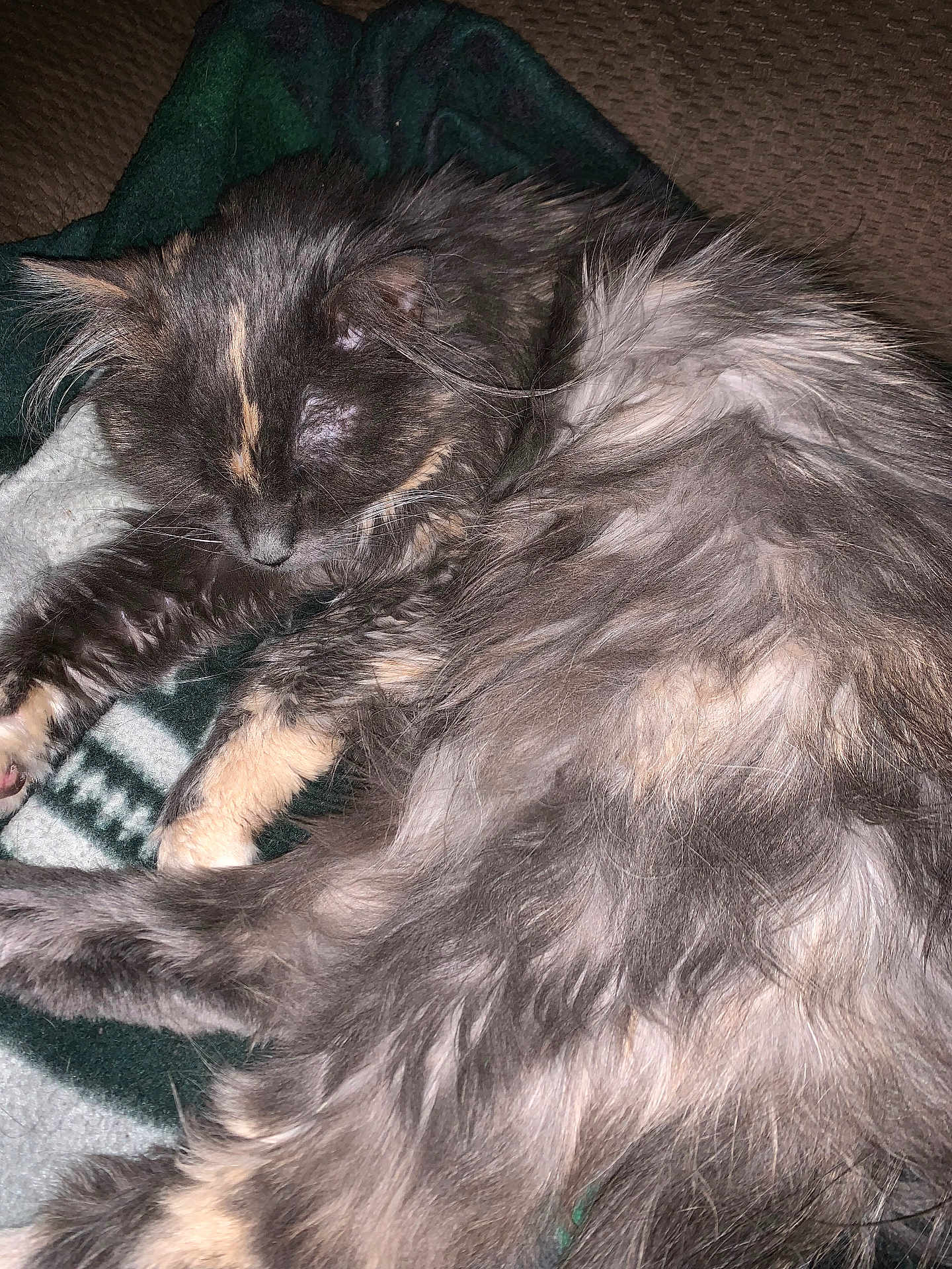 Bootsie
