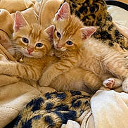 Kash Dasani joined the competition — help win amazing prizes! animal, blanket, cat, close_up, collar, cozy, cute, domestic, feline, fur, indoor, kitten, orange_tabby, pet, resting, sleepy, snuggling, soft, two_animals, young