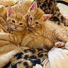 animal, blanket, cat, close_up, collar, cozy, cute, domestic, feline, fur, indoor, kitten, orange_tabby, pet, resting, sleepy, snuggling, soft, two_animals, young