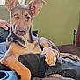 Layla is registered to the contest to win money with this photo: dog, puppy, indoor, couch, blanket, paw, ears, pet, relaxed, brown, black, fur, canine, looking, comfortable, home, furniture, window, hand, resting