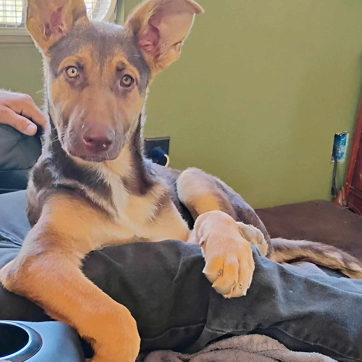 Layla is registered to the contest to win money with this photo: black, blanket, brown, canine, comfortable, couch, dog, ears, fur, furniture, hand, home, indoor, looking, paw, pet, puppy, relaxed, resting, window