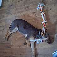 Layla joined the competition — help win amazing prizes! dog, lying_down, wooden_floor, rope_toy, sleeping, pet, indoor, brown_dog, collar, resting, canine, flooring, animal, domestic_animal, playtime, relaxed, quiet, young_dog, side_view, toy