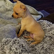 Bella is registered to the contest to win money with this photo: puppy, dog, small_dog, tan_dog, fluffy_blanket, blanket, indoor, cozy, fur, pet, animal, cute, young_dog, home, floor, furniture, curious, sitting, soft_texture, domestic