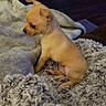 puppy, dog, small_dog, tan_dog, fluffy_blanket, blanket, indoor, cozy, fur, pet, animal, cute, young_dog, home, floor, furniture, curious, sitting, soft_texture, domestic