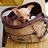 Bella joined the competition — help win amazing prizes! puppy, dog, handbag, bag, leather, wooden_bench, cute, small, pet, animal, brown, beige, outdoor, daylight, curious, ears, sitting, closeup, collar, inside