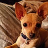 Bella joined the competition — help win amazing prizes! dog, chihuahua, pet, small_dog, animal, cute, ears, collar, bell, blanket, cozy, indoor, fur, brown, cute_pet, resting, looking, alert, companion, domestic