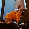 dog, small_dog, orange_hoodie, stuffed_animal, couch, lamp, blanket, indoor, pet, curious, cozy, home, furniture, wall_sign, brown_furniture, pink_blanket, looking_back, cute, chihuahua, relaxed