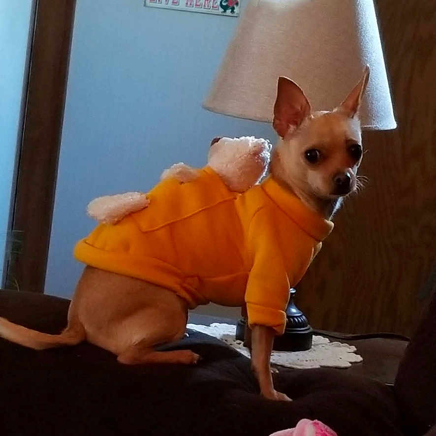 Bella joined the competition — help win amazing prizes! dog, small_dog, orange_hoodie, stuffed_animal, couch, lamp, blanket, indoor, pet, curious, cozy, home, furniture, wall_sign, brown_furniture, pink_blanket, looking_back, cute, chihuahua, relaxed