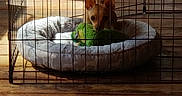 Bella is registered to the contest to win money with this photo: dog, small_dog, playpen, pet_bed, plush_toy, wooden_floor, sunlight, indoor, cage, pet, cozy, resting, animal, fenced_area, toy, domestic_animal, brown_dog, quiet, home, shadow
