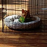 dog, small_dog, playpen, pet_bed, plush_toy, wooden_floor, sunlight, indoor, cage, pet, cozy, resting, animal, fenced_area, toy, domestic_animal, brown_dog, quiet, home, shadow