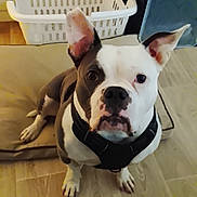 Bulma participe au concours pour gagner de l'argent avec cette photo : dog, black_and_white, pet, indoor, floor, laundry_basket, storage_bins, ears_up, looking_at_camera, animal, canine, sitting, wooden_floor, household, domestic, cute, attention, collar, close_up, companion