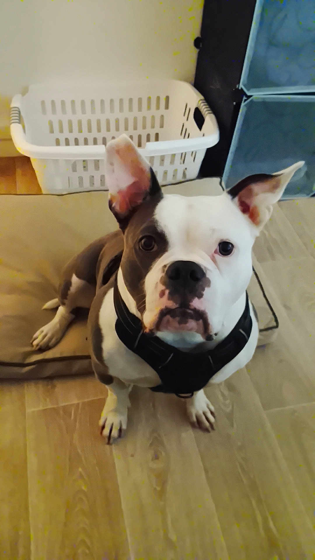 Bulma participe au concours pour gagner de l'argent avec cette photo : dog, black_and_white, pet, indoor, floor, laundry_basket, storage_bins, ears_up, looking_at_camera, animal, canine, sitting, wooden_floor, household, domestic, cute, attention, collar, close_up, companion