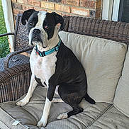 Bryce joined the competition — help win amazing prizes! dog, black_and_white, sitting, collar, wicker_sofa, cushion, porch, brick_wall, greenery, outdoor, pet, animal, canine, fur, ears, tail, paws, looking, resting, home