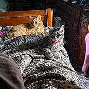 Littles Chloie is registered to the contest to win money with this photo: bed, bedroom, blanket, cat, collar, cozy, domestic_animal, dresser, furniture, ginger_cat, headboard, indoor, lounging, patterned_bedding, pet, pink_collar, resting, sunlight, tabby_cat, whiskers