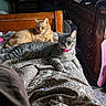 bed, bedroom, blanket, cat, collar, cozy, domestic_animal, dresser, furniture, ginger_cat, headboard, indoor, lounging, patterned_bedding, pet, pink_collar, resting, sunlight, tabby_cat, whiskers