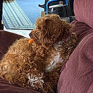 Bianca is registered to the contest to win money with this photo: dog, brown, curly_fur, couch, indoor, pet, carpet, vacuum_cleaner, collar, chewing, furniture, relaxed, side_view, household, orange_treat, cozy, domestic, fur, paw, resting