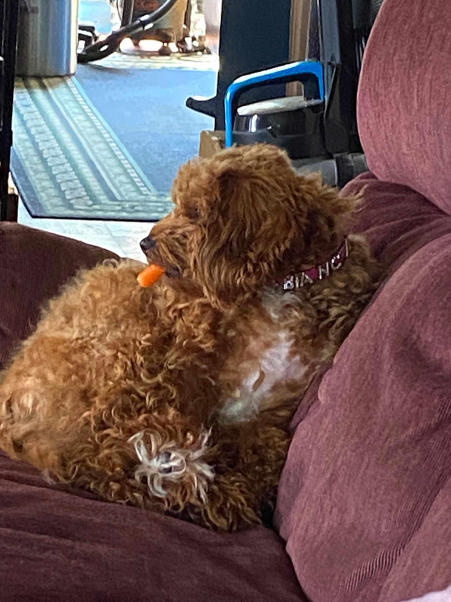 Bianca is registered to the contest to win money with this photo: dog, brown, curly_fur, couch, indoor, pet, carpet, vacuum_cleaner, collar, chewing, furniture, relaxed, side_view, household, orange_treat, cozy, domestic, fur, paw, resting