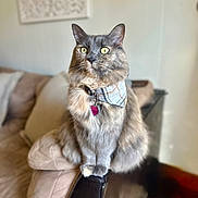 Zoey is registered to the contest to win money with this photo: bandana, cat, close_up, couch_arm, decor, ears, fur, grey_cat, home, id_tag, indoor, living_room, long_hair, paws, pet, portrait, sitting, sofa, whiskers, yellow_eyes