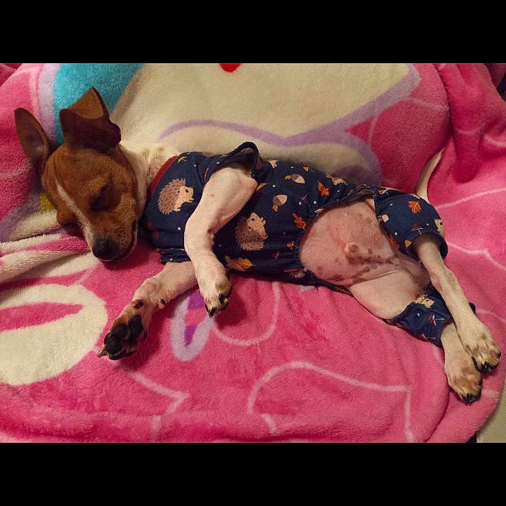 Bentley joined the competition — help win amazing prizes! abdomen, artist, carmine, entertainment, event, flesh, flooring, fun, human_leg, knee, lap, magenta, music, nail, performance_art, performing_arts, pink, shorts, t_shirt, thigh