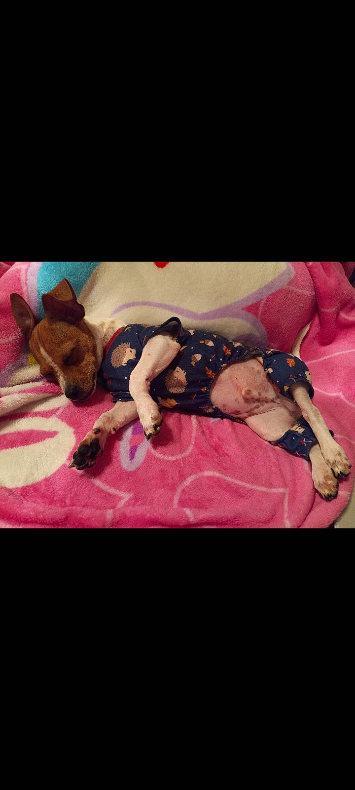 Bentley is registered to the contest to win money with this photo: abdomen, artist, carmine, entertainment, event, flesh, flooring, fun, human_leg, knee, lap, magenta, music, nail, performance_art, performing_arts, pink, shorts, t_shirt, thigh