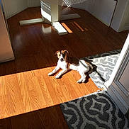 Booboo is registered to the contest to win money with this photo: dog, puppy, sunbeam, sunlight, hardwood_floor, rug, indoor, home_interior, pet, lounging, relaxed, doorway, shadow, brown_and_white, looking_at_camera, cute, small_dog, floor_pattern, natural_light, morning_light