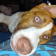 Chunk is registered to the contest to win money with this photo: dog, close_up, pet, animal, lying_down, red_eye, nose, fur, ear, relaxed, indoor, person, lap, flash, casual, resting, brown_and_white, whiskers, comfort, companion