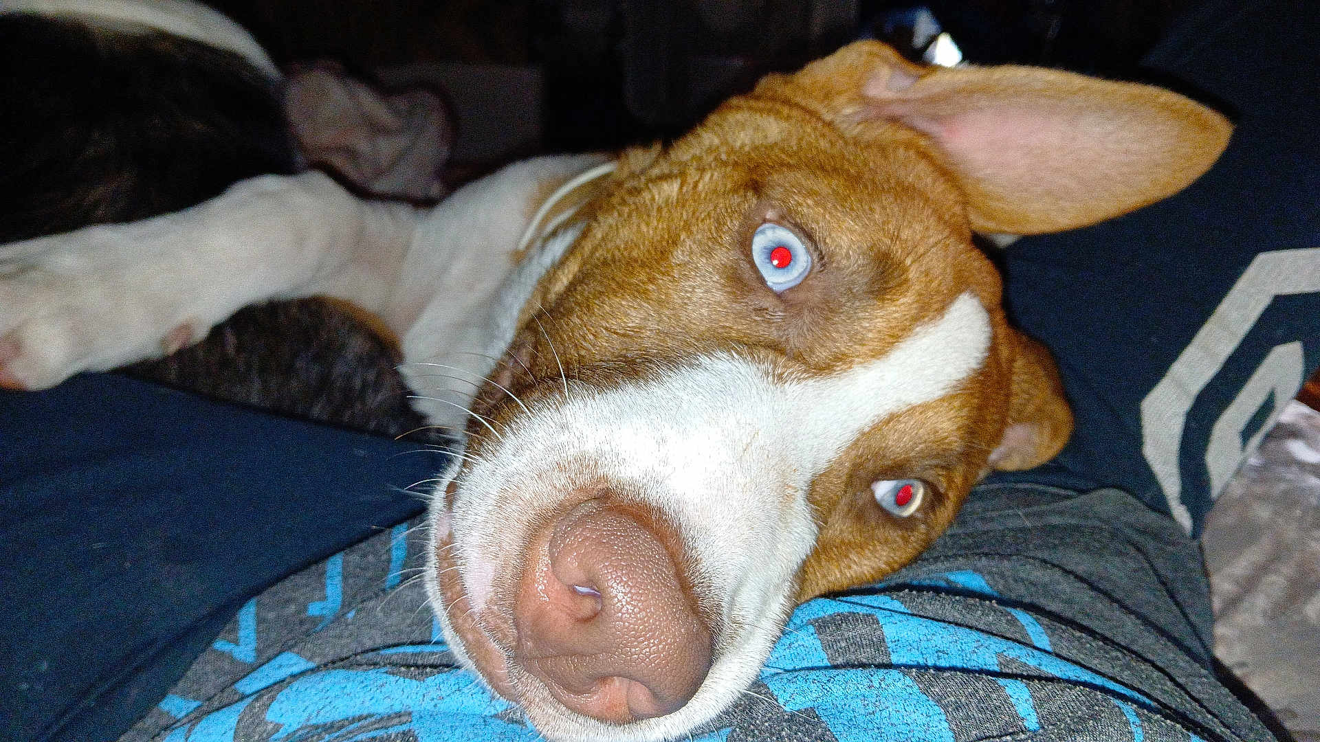 Chunk is registered to the contest to win money with this photo: dog, close_up, pet, animal, lying_down, red_eye, nose, fur, ear, relaxed, indoor, person, lap, flash, casual, resting, brown_and_white, whiskers, comfort, companion