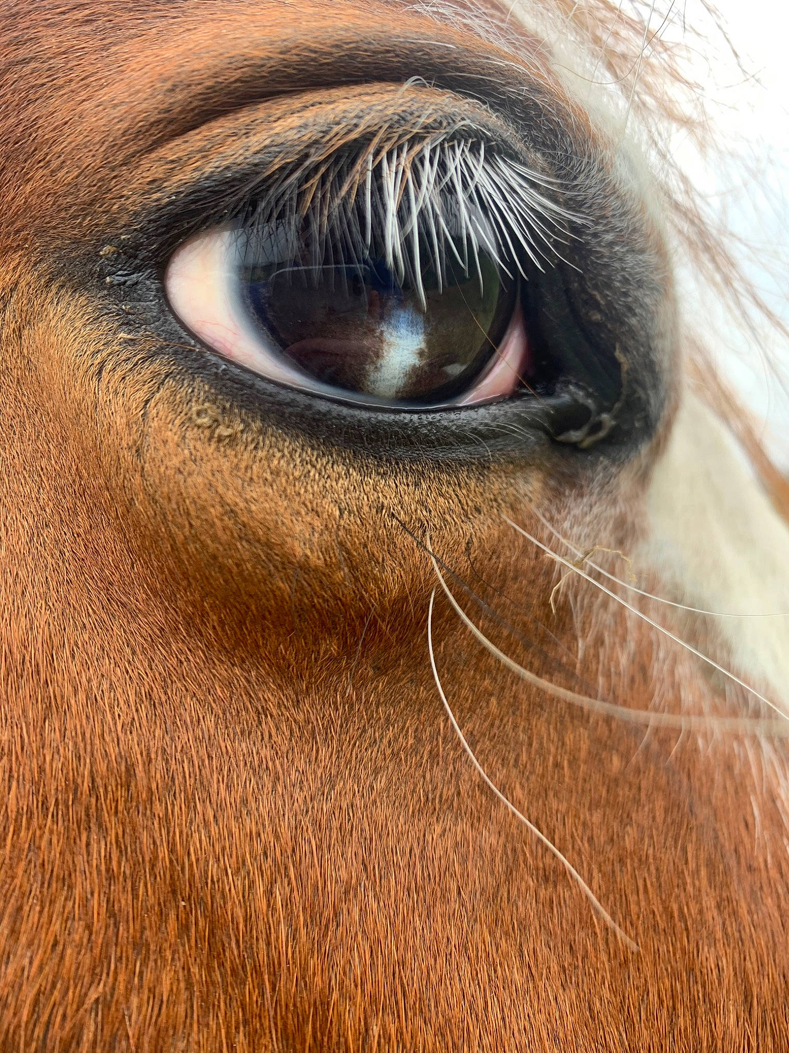 Indy participe au concours pour gagner de l'argent avec cette photo : brown, brown_hair, close_up, eye, eyebrow, eyelash, face, facial_hair, fur, hair, head, human, human_body, iris, nose, organ, photography, skin, snout, wrinkle