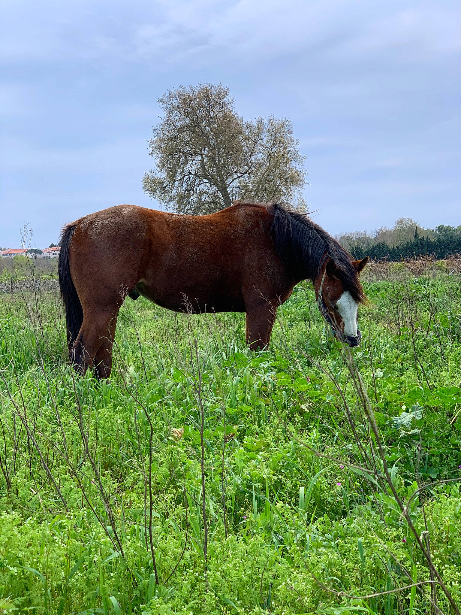 Indy participe au concours pour gagner de l'argent avec cette photo : colt, farm, field, foal, grass, grassland, grazing, horse, mammal, mane, mare, meadow, mustang_horse, pasture, prairie, rural_area, sorrel, stallion, terrestrial_animal, vertebrate