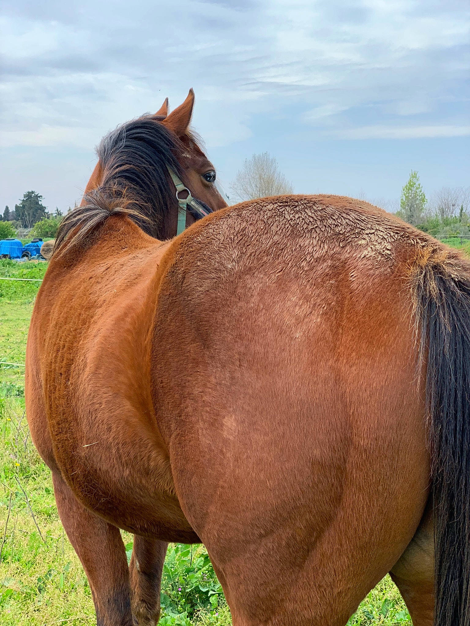 Indy participe au concours pour gagner de l'argent avec cette photo : fawn, grass, grassland, hair, horse, liver, livestock, mammal, mane, mare, mustang_horse, pasture, sky, snout, sorrel, stallion, vertebrate, wildlife