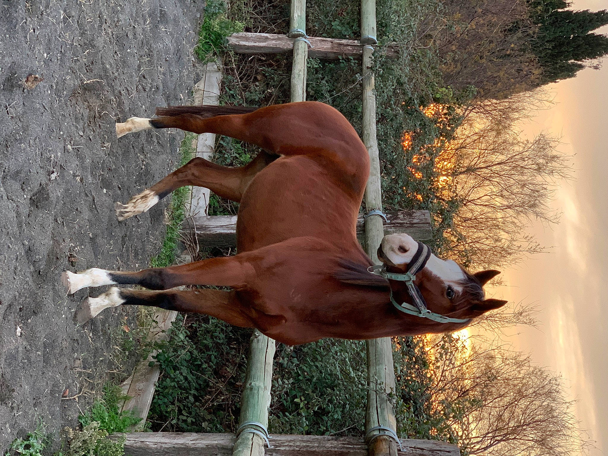 Indy Macho Moon a rejoint le concours — aidez-le/la à gagner de superbes lots ! fawn, liver, organism, tail