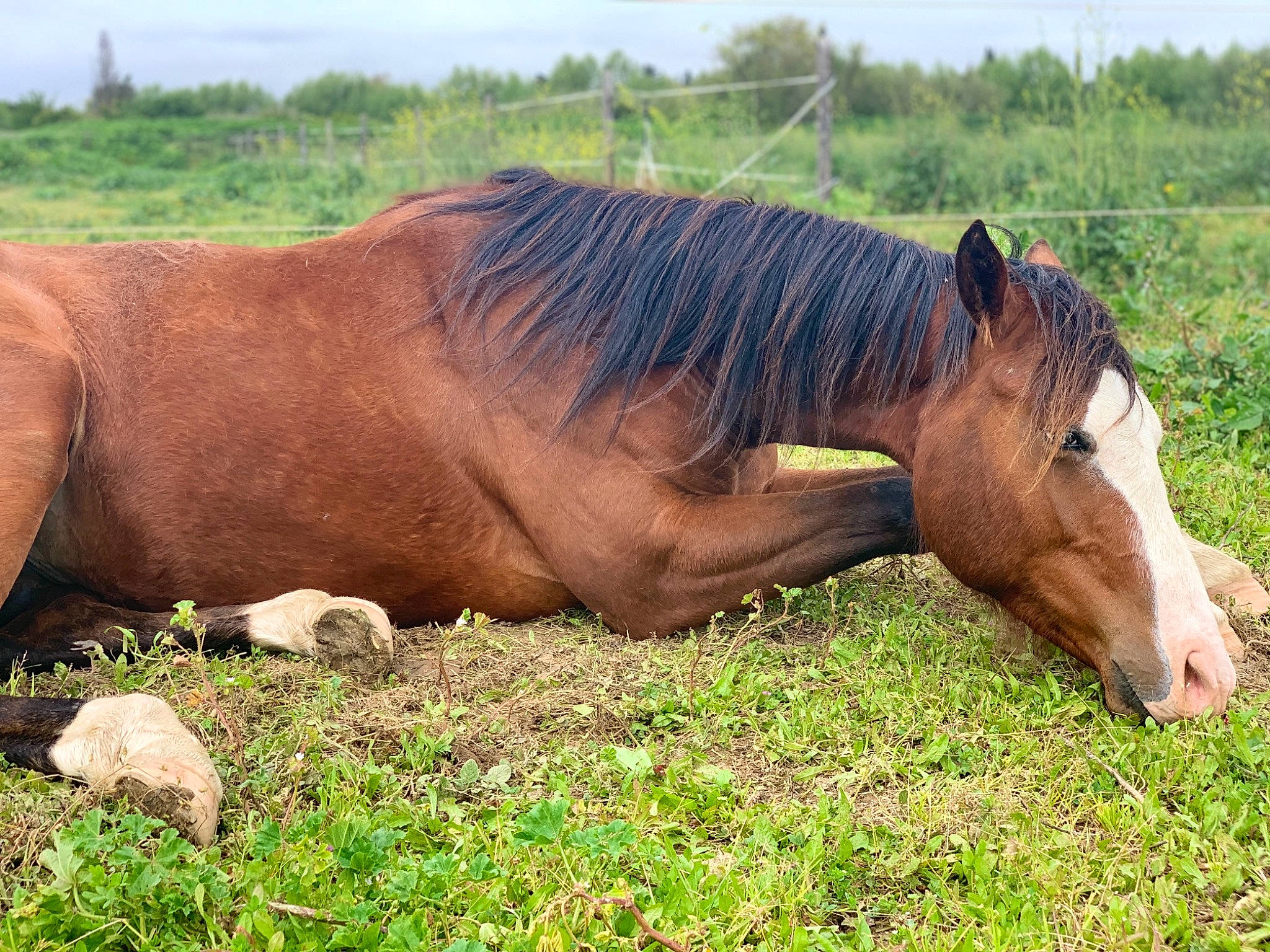 Indy Macho Moon a rejoint le concours — aidez-le/la à gagner de superbes lots ! grass, grassland, grazing, horse, landscape, livestock, mammal, mane, mare, meadow, mustang_horse, pasture, pony, rural_area, snout, sorrel, stallion, terrestrial_animal, vertebrate, wildlife