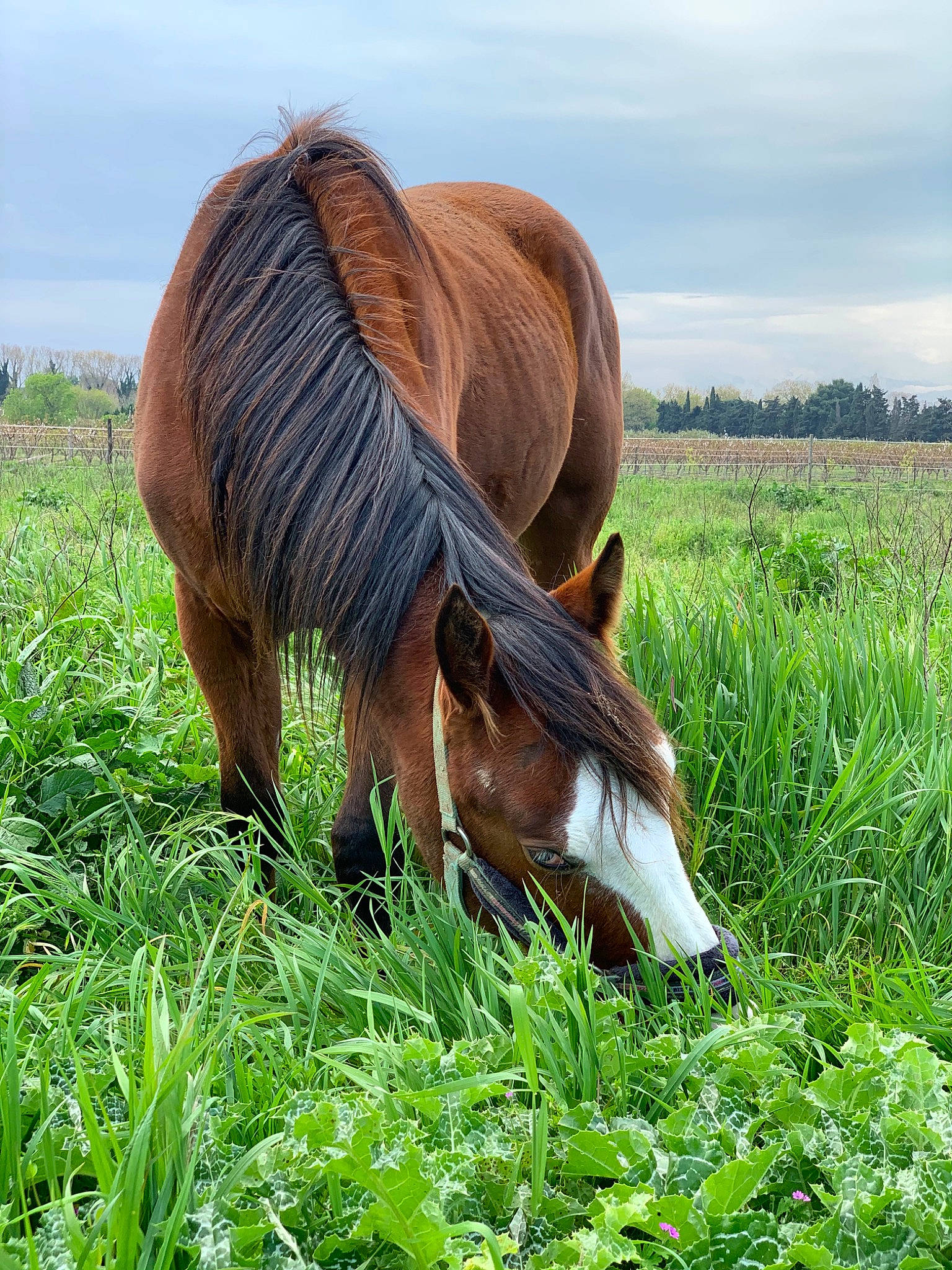 Indy Macho Moon a rejoint le concours — aidez-le/la à gagner de superbes lots ! farm, field, grass, grassland, grazing, hair, horse, liver, livestock, mammal, mane, mare, meadow, mustang_horse, pasture, plant, pony, rural_area, sorrel, wildlife