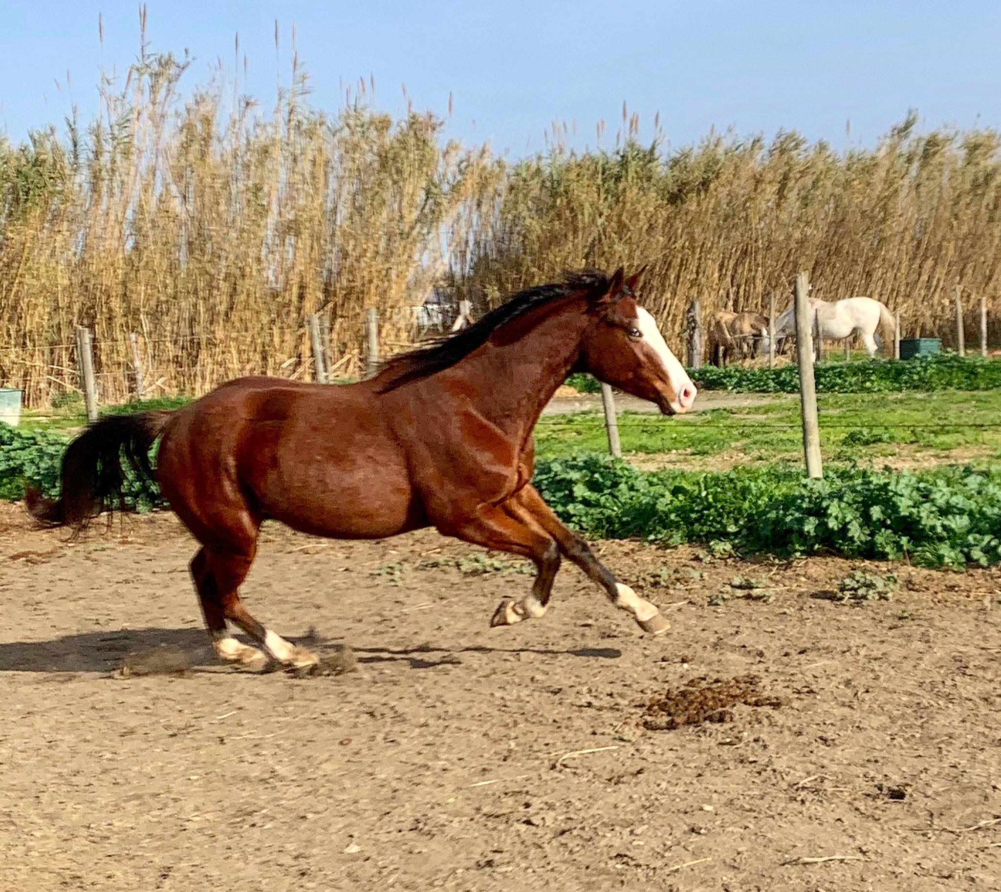 Indy Macho Moon a rejoint le concours — aidez-le/la à gagner de superbes lots ! colt, ecoregion, farm, horse, horse_supplies, landscape, liver, livestock, mammal, mane, mare, mustang_horse, pack_animal, pasture, ranch, rein, sorrel, stallion, terrestrial_animal, vertebrate
