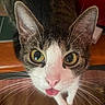 cat, close_up, tongue_out, green_eyes, whiskers, pet, curious, playful, indoor, animal, feline, cute, tabby, face, nose, ears, fur, domestic_cat, looking_up, portrait