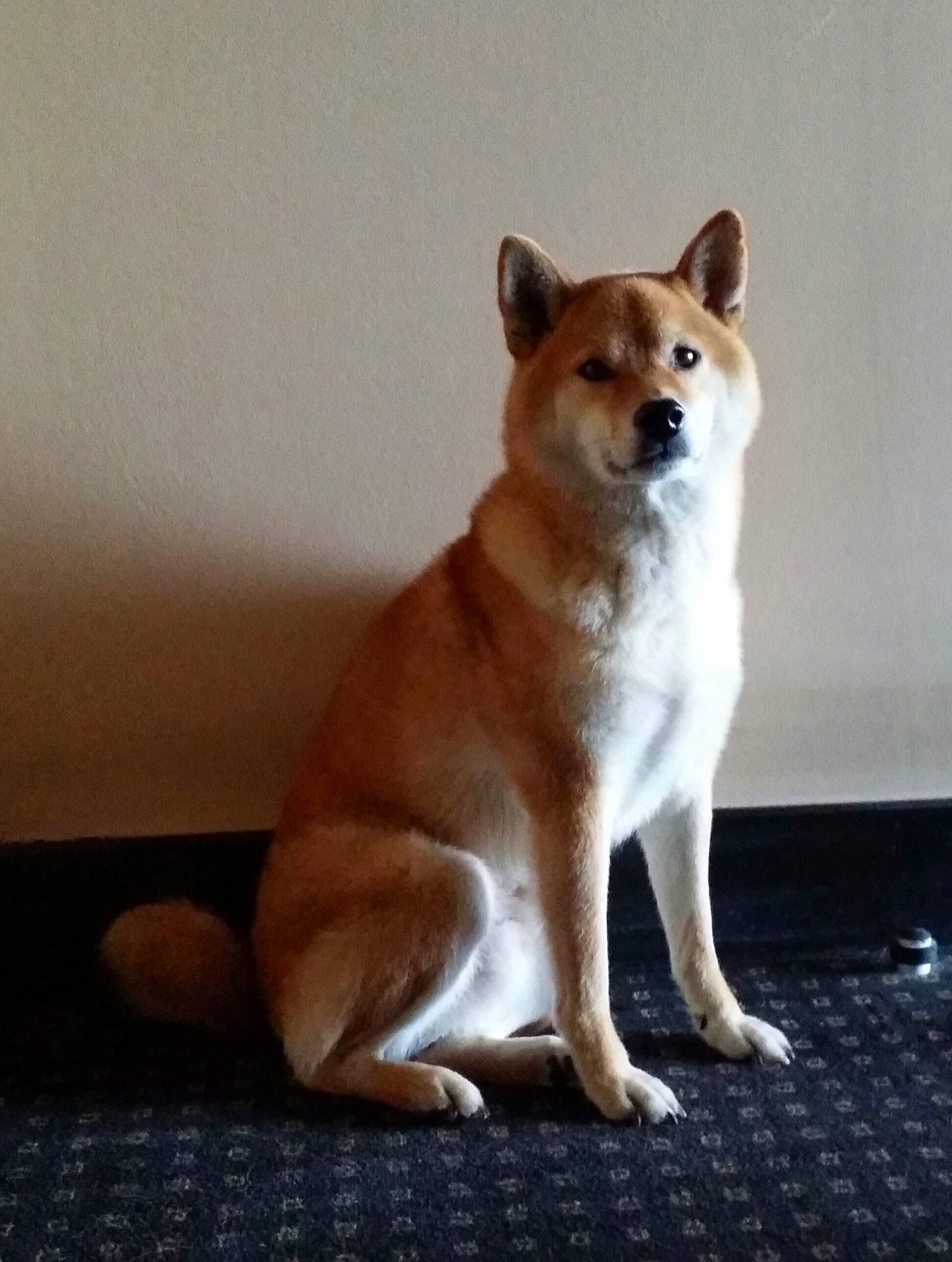 Densha a rejoint le concours — aidez-le/la à gagner de superbes lots ! ancient_dog_breeds, canidae, carnivore, companion_dog, dog, dog_breed, fawn, flooring, fur, non_sporting_group, paw, spitz, sporting_group, tail, terrestrial_animal, whiskers, wood, working_animal, working_dog