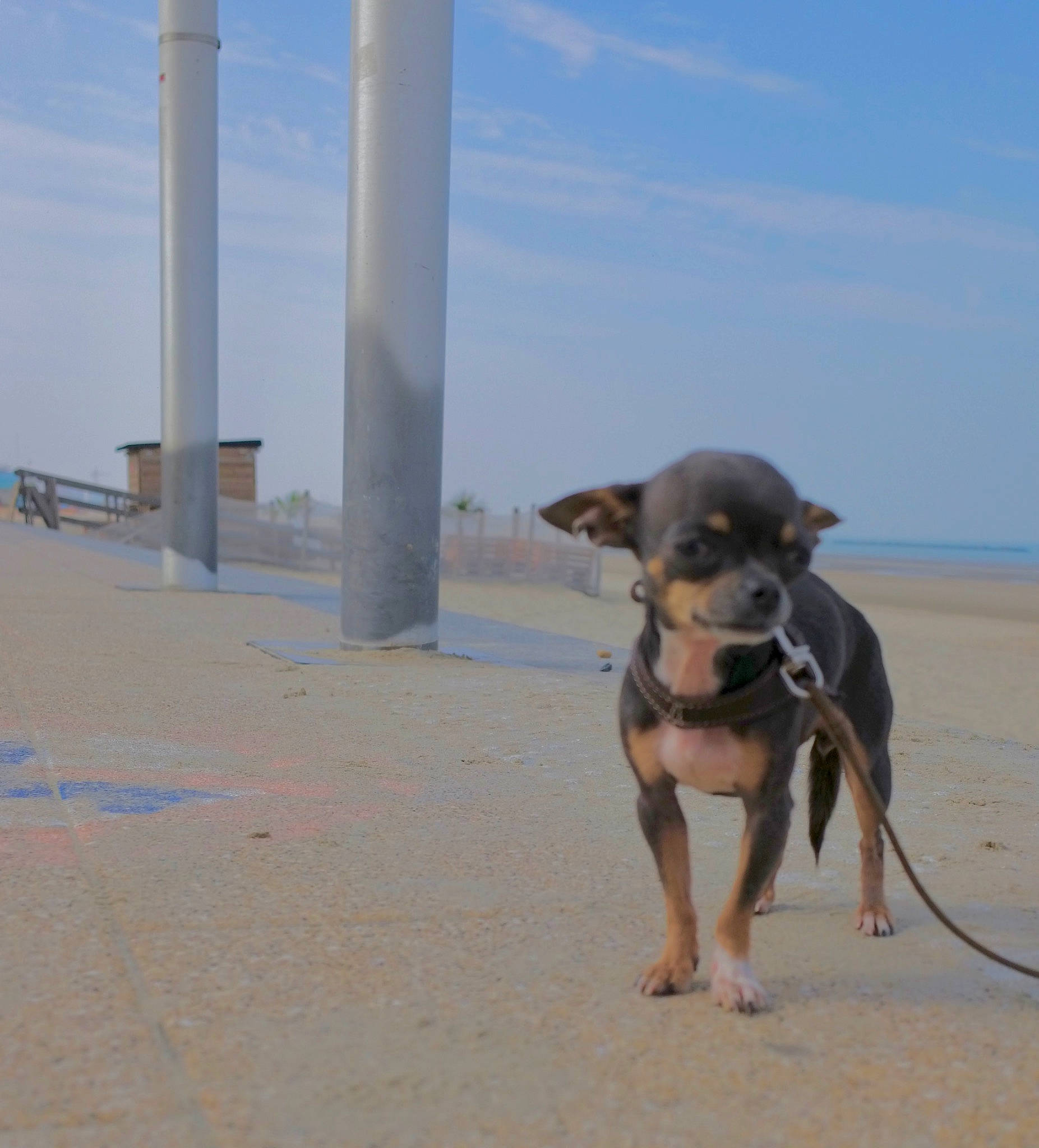 Lv Poupounette participe au concours pour gagner de l'argent avec cette photo : beach, canidae, carnivore, cloud, companion_dog, dog, dog_breed, fawn, fun, horizon, landscape, ocean, pet_supply, sand, sky, snout, sporting_group, tail, travel, working_animal