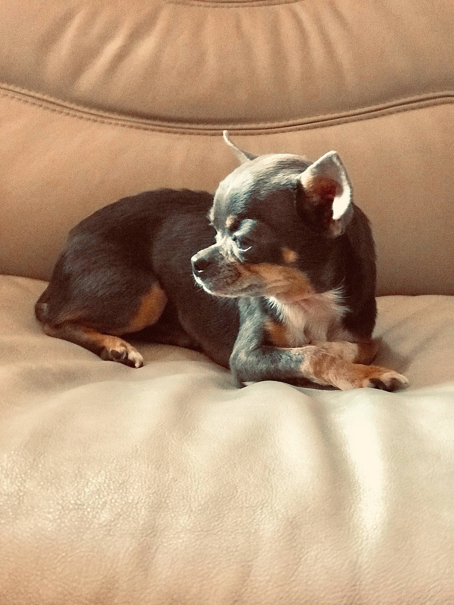 Lv Poupounette a rejoint le concours — aidez-le/la à gagner de superbes lots ! brown, canidae, carnivore, comfort, companion_dog, dog, dog_breed, fawn, fur, linens, liver, nap, paw, russkiy_toy, snout, sporting_group, terrestrial_animal, toy_dog, whiskers, working_animal