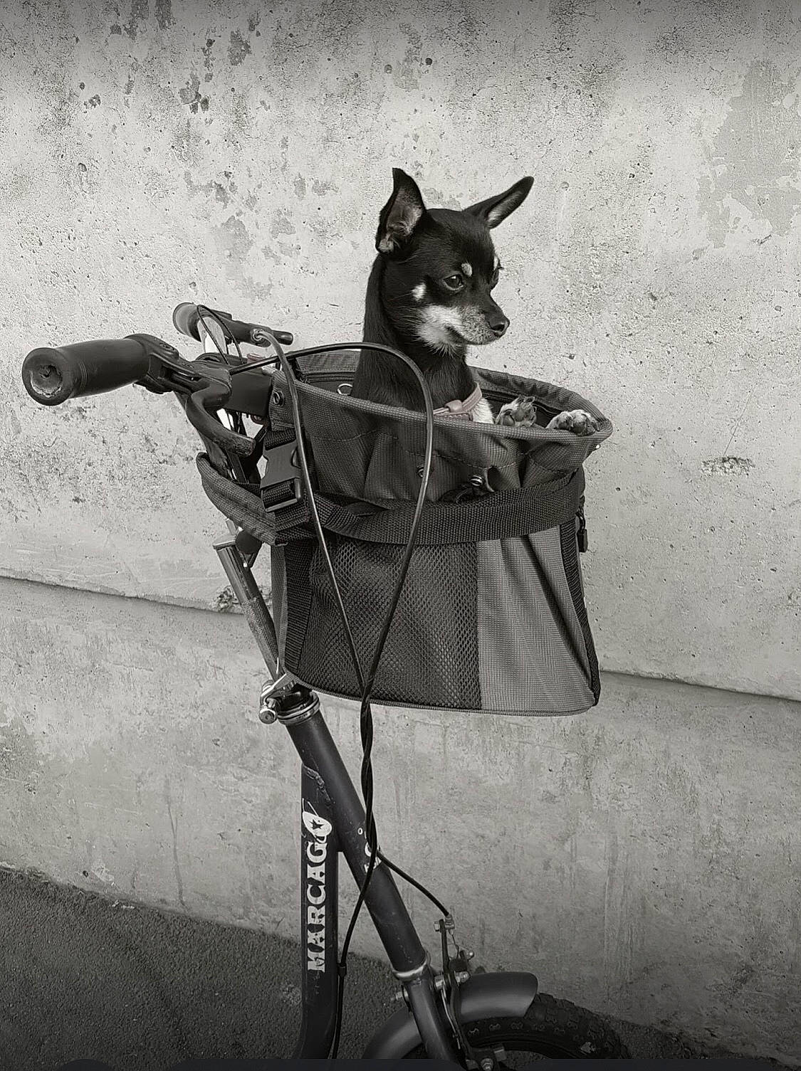 Iska participe au concours pour gagner de l'argent avec cette photo : art, black_and_white, boot, carnivore, chair, dog, felidae, grey, metal, monochrome, monochrome_photography, recreation, shadow, sitting, small_to_medium_sized_cats, still_life_photography, style, tail, tints_and_shades, visual_arts