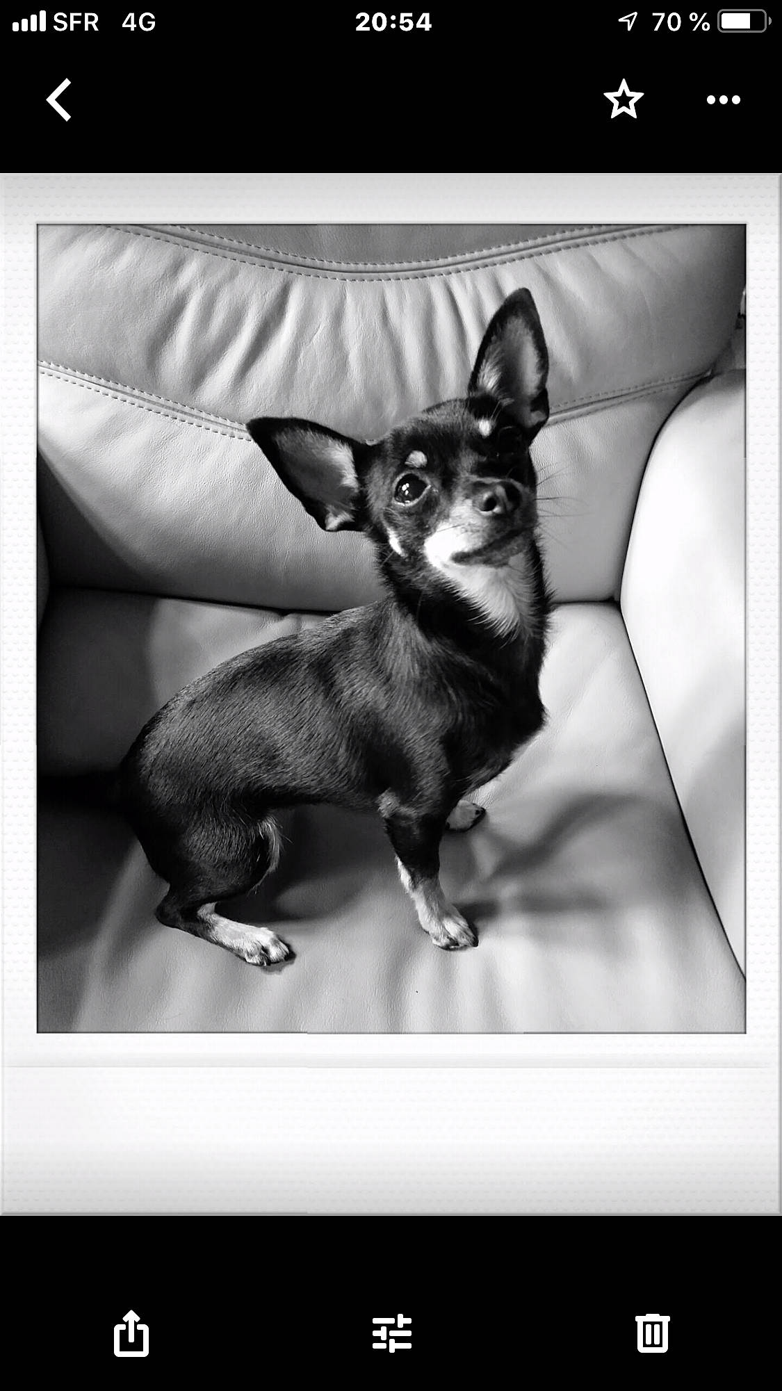 Iska participe au concours pour gagner de l'argent avec cette photo : black_and_white, canidae, carnivore, chihuahua, companion_dog, darkness, dog, dog_breed, ear, fawn, flash_photography, font, monochrome, monochrome_photography, russkiy_toy, snout, style, toy_dog, whiskers, working_animal