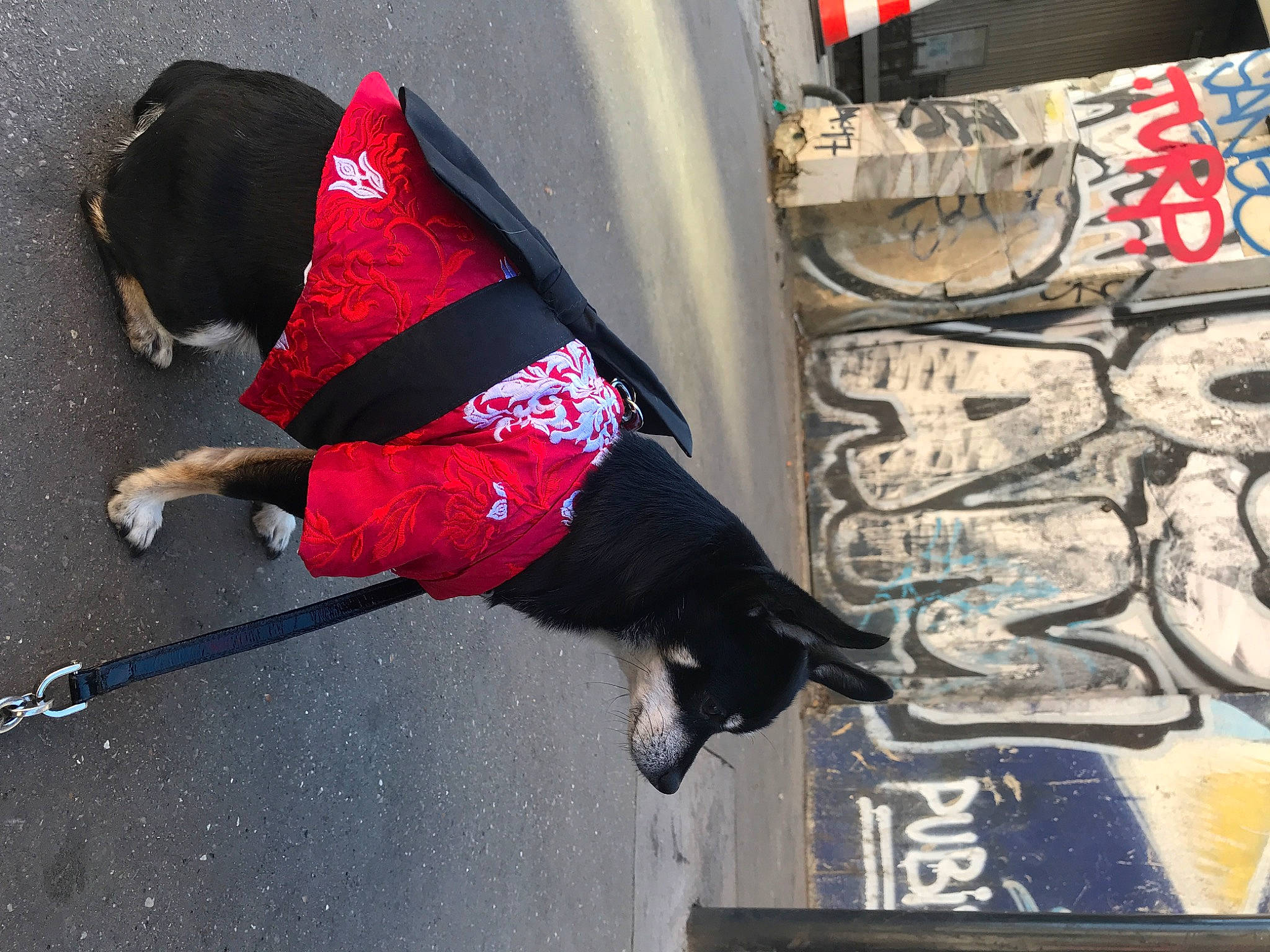 Iska a rejoint le concours — aidez-le/la à gagner de superbes lots ! adventure, art, asphalt, carmine, carnivore, collar, companion_dog, dog, dog_breed, dog_clothes, dog_collar, dog_supply, fashion_accessory, leash, magenta, pet_supply, road_surface, sidewalk, street, tail