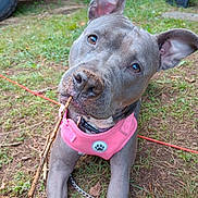 Nova joined the competition — help win amazing prizes! dog, gray_dog, pink_harness, stick, grass, outdoor, playful, canine, pet, ears_up, chain, curious, chewing, animal, nature, dirt, tire, equipment, closeup, portrait