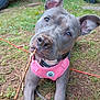 dog, gray_dog, pink_harness, stick, grass, outdoor, playful, canine, pet, ears_up, chain, curious, chewing, animal, nature, dirt, tire, equipment, closeup, portrait