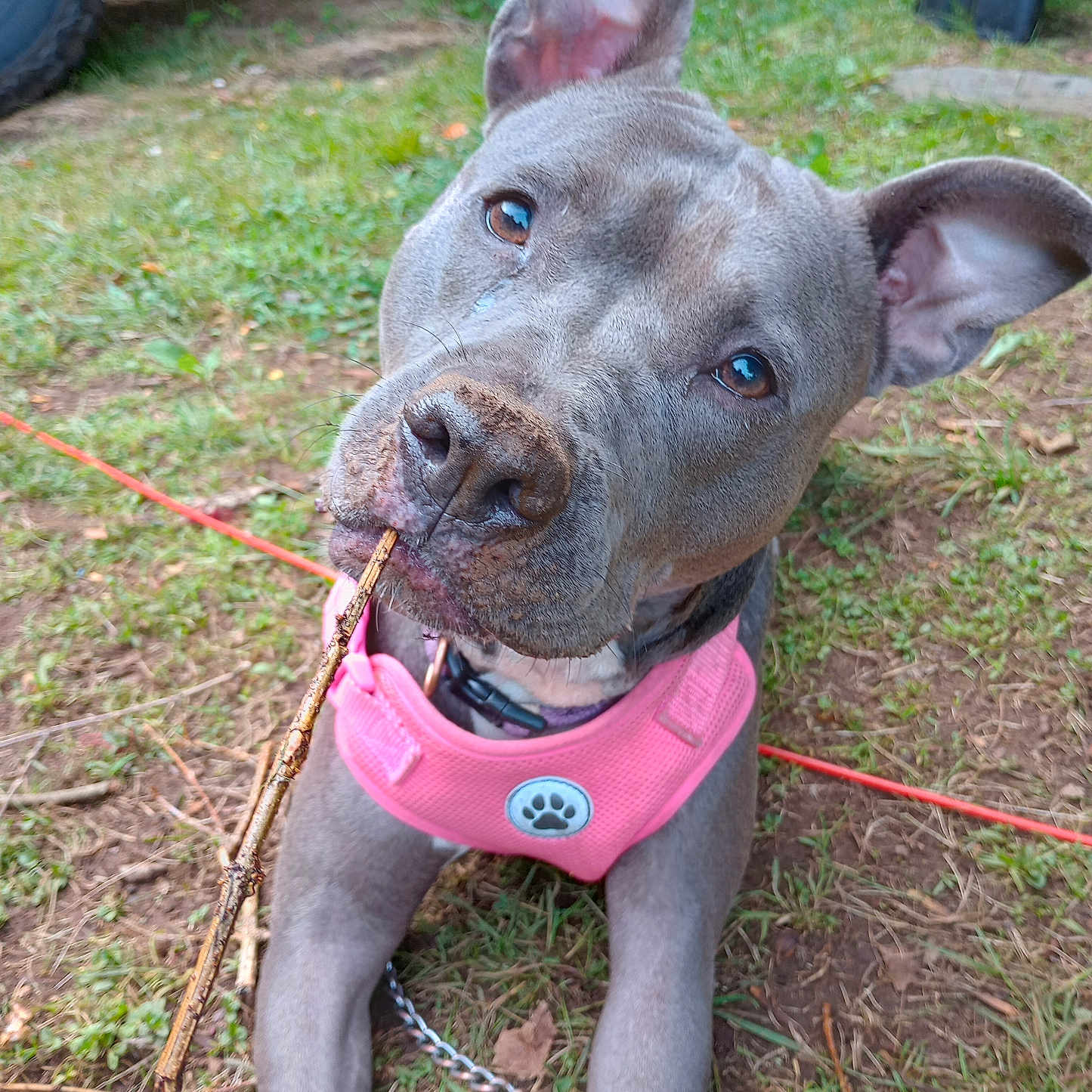 Nova joined the competition — help win amazing prizes! animal, canine, chain, chewing, closeup, curious, dirt, dog, ears_up, equipment, grass, gray_dog, nature, outdoor, pet, pink_harness, playful, portrait, stick, tire