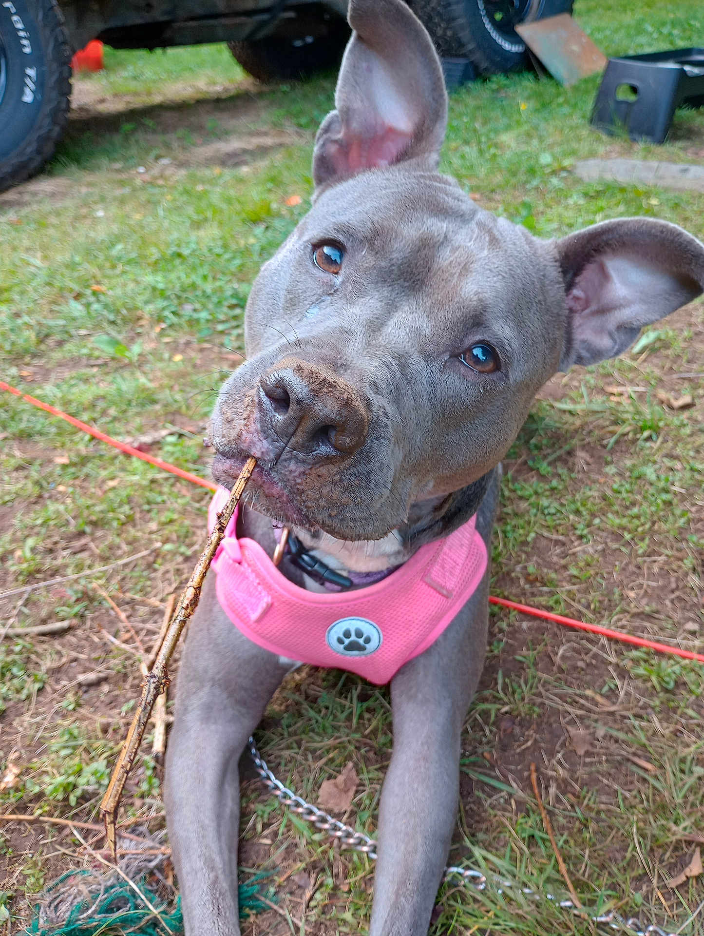 Nova