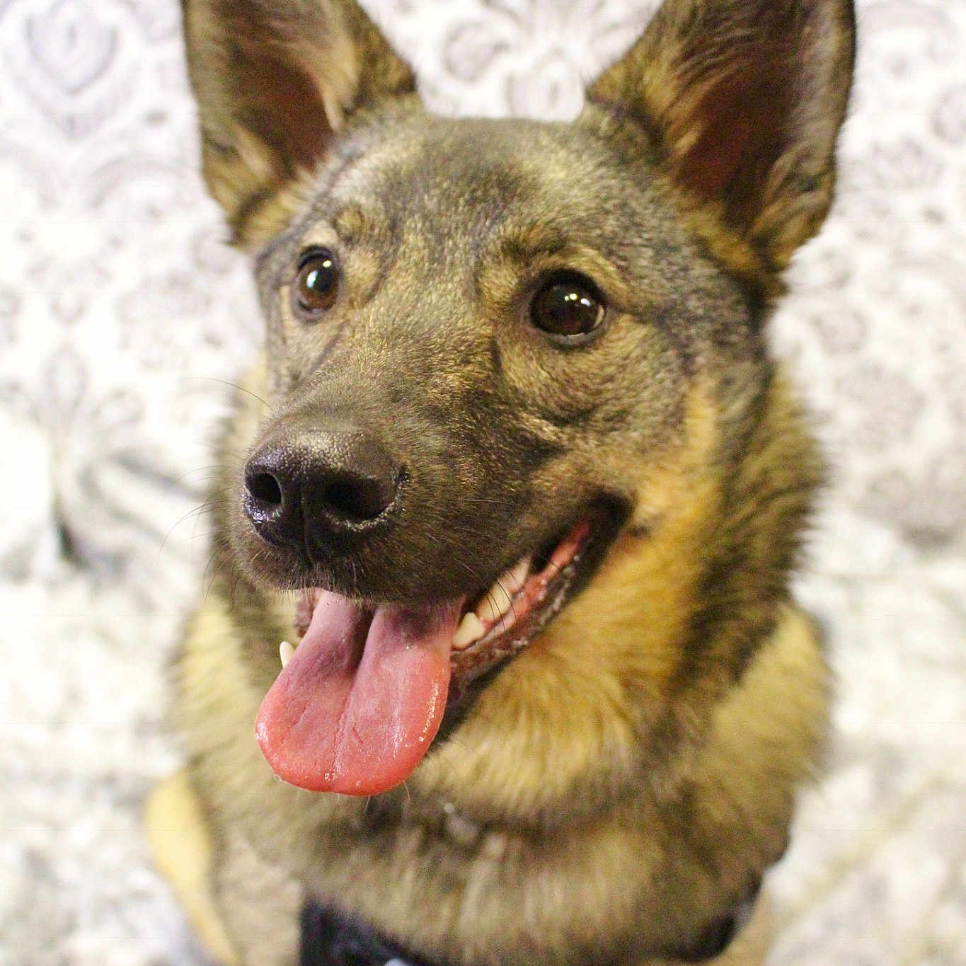 Loki joined the competition — help win amazing prizes! canidae, carnivore, dog, dog_breed, fawn, german_shepherd_dog, king_shepherd, kunming_wolfdog, mammal, rare_breed_dog, snout, swedish_vallhund, vertebrate, working_dog