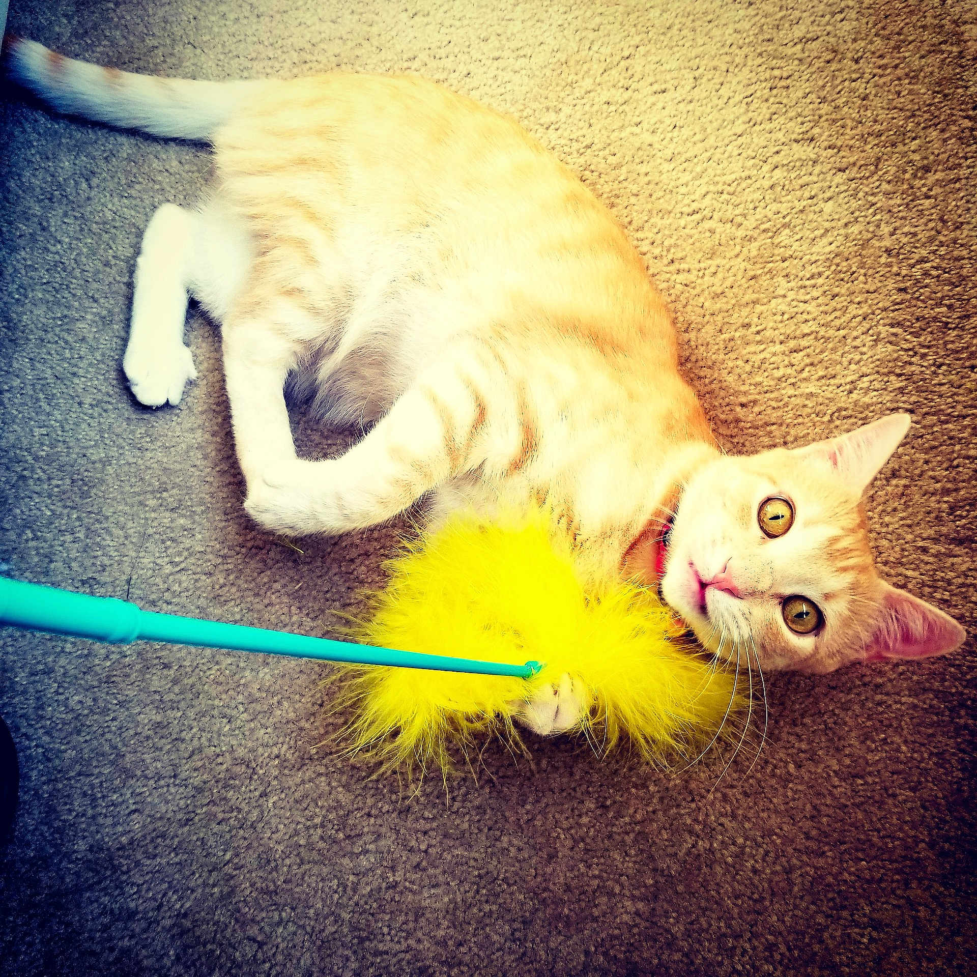 Mew-mew