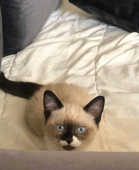 Caramel participe au concours pour gagner de l'argent avec cette photo : balinese, birman, carnivore, cat, eyelash, fawn, felidae, fur, head, siamese, small_to_medium_sized_cats, snout, tail, terrestrial_animal, whiskers, wildlife