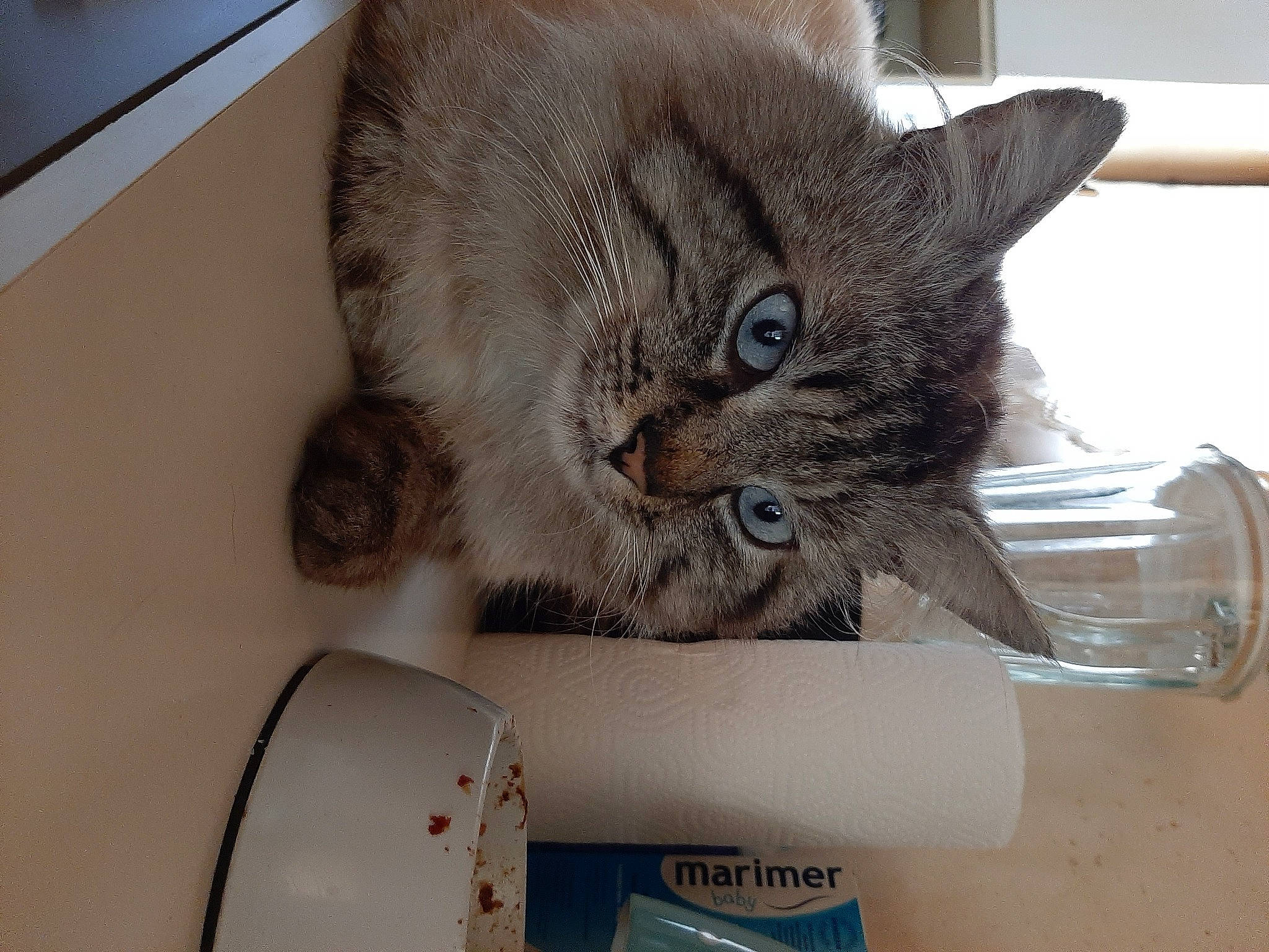 Calinou a rejoint le concours — aidez-le/la à gagner de superbes lots ! box, cardboard, carnivore, cat, cat_supply, domestic_short_haired_cat, felidae, fur, paw, pet_supply, small_to_medium_sized_cats, tail, whiskers, window