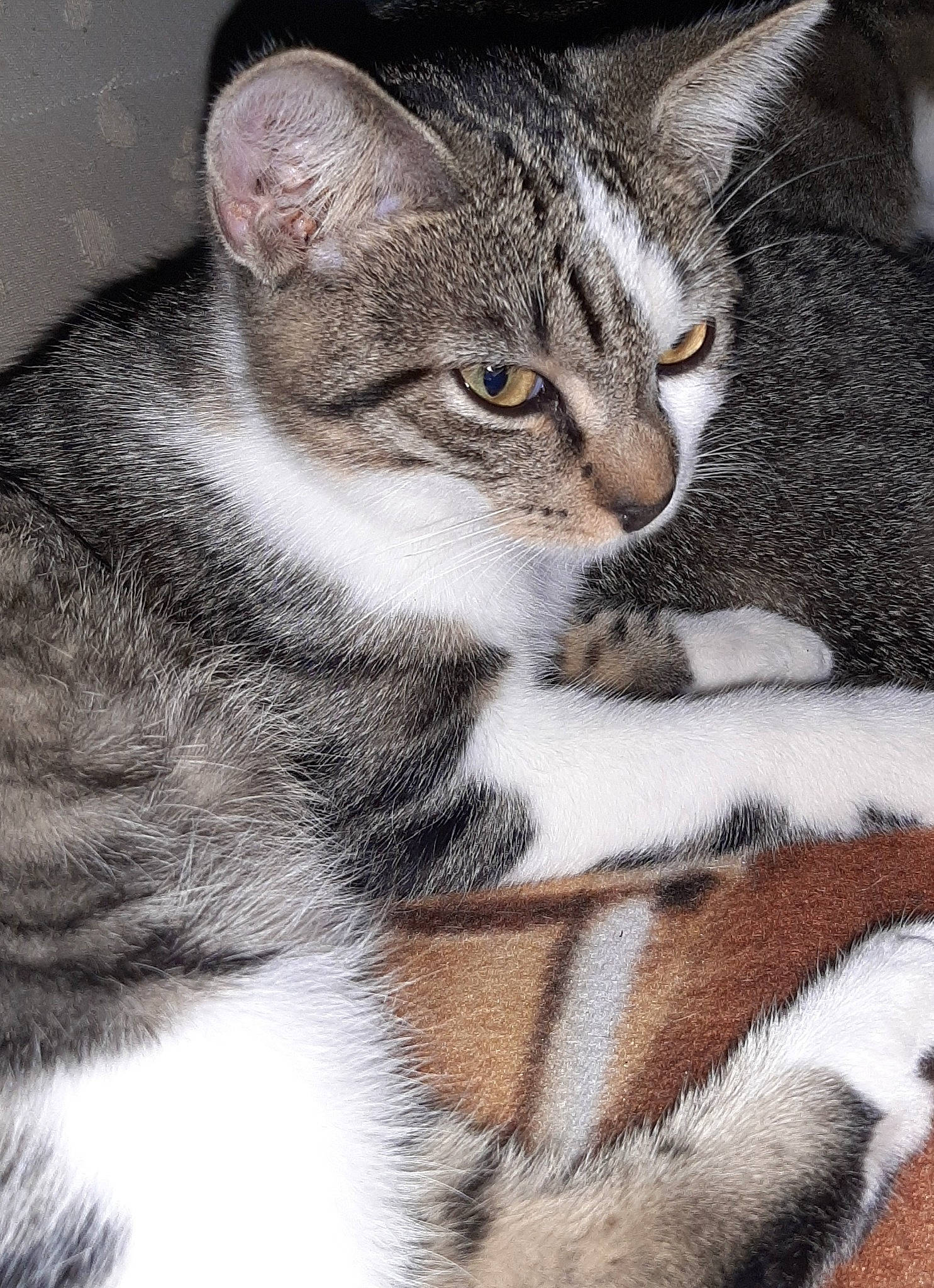 Calinou a rejoint le concours — aidez-le/la à gagner de superbes lots ! carnivore, cat, claw, domestic_short_haired_cat, felidae, fur, paw, photo_caption, small_to_medium_sized_cats, snout, tail, terrestrial_animal, whiskers, wildlife